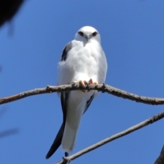 Elanus axillaris (Black-shouldered Kite) at Lawson, ACT - 15 Apr 2024 by TimL
