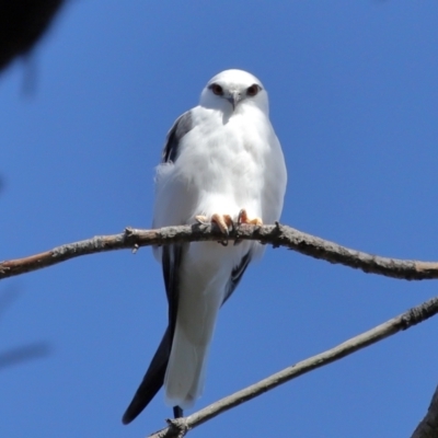 Elanus axillaris (Black-shouldered Kite) at Lawson North Grasslands - 15 Apr 2024 by TimL