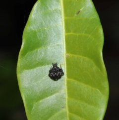 Arkys alticephala at ANBG - suppressed