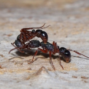 Rhytidoponera tasmaniensis at ANBG - 17 Apr 2024