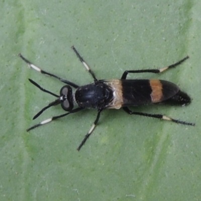 Agapophytus albobasalis (Stiletto fly) at Conder, ACT - 8 Dec 2023 by michaelb