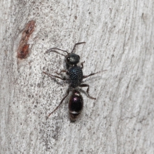 Aglaotilla sp. (genus) at Lawson North Grasslands - 15 Apr 2024 03:39 PM