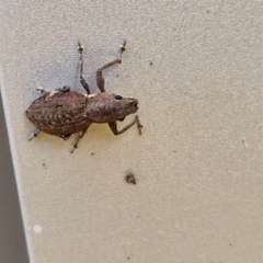 Naupactus cervinus (Fuller's rose weevil) at Sullivans Creek, Lyneham South - 18 Apr 2024 by trevorpreston