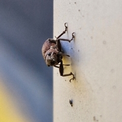 Naupactus cervinus at Sullivans Creek, Lyneham South - 18 Apr 2024