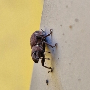 Naupactus cervinus at Sullivans Creek, Lyneham South - 18 Apr 2024