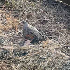 Phaps chalcoptera (Common Bronzewing) at suppressed by Hejor1