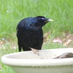 Ptilonorhynchus violaceus (Satin Bowerbird) at Conder, ACT - 8 Dec 2023 by michaelb