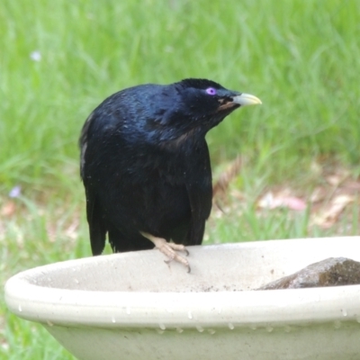 Ptilonorhynchus violaceus (Satin Bowerbird) at Conder, ACT - 8 Dec 2023 by MichaelBedingfield