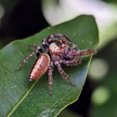 Opisthoncus nigrofemoratus (Black-thighed jumper) at Kambah, ACT - 19 Apr 2024 by HelenCross