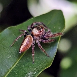 Opisthoncus nigrofemoratus at suppressed - suppressed