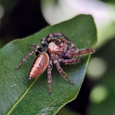 Opisthoncus nigrofemoratus (Black-thighed jumper) by HelenCross
