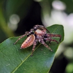 Opisthoncus nigrofemoratus at suppressed - 19 Apr 2024