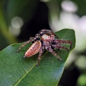 Opisthoncus nigrofemoratus at suppressed - 19 Apr 2024