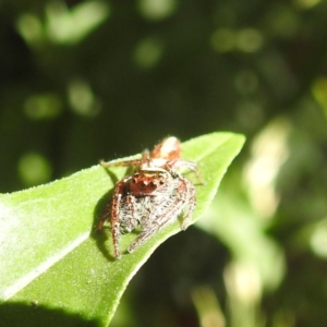 Opisthoncus nigrofemoratus at suppressed - 19 Apr 2024