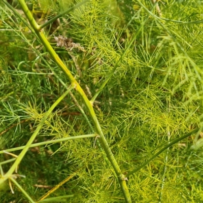 Asparagus officinalis (Asparagus) at O'Malley, ACT - 19 Apr 2024 by Mike