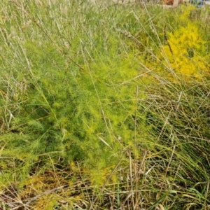 Asparagus officinalis at Mount Mugga Mugga - 19 Apr 2024