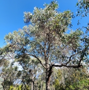 Eucalyptus macrorhyncha subsp. macrorhyncha at Point 5438 - 19 Apr 2024