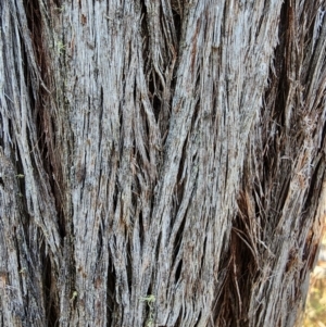 Eucalyptus macrorhyncha subsp. macrorhyncha at Point 5438 - 19 Apr 2024