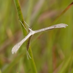 Stenoptilia zophodactylus (Dowdy Plume Moth) at Bellmount Forest, NSW - 10 Apr 2024 by RobG1