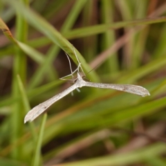 Stenoptilia zophodactylus at Bellmount Forest, NSW - 10 Apr 2024
