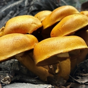 Gymnopilus junonius at Uriarra Village, ACT - 19 Apr 2024 01:26 PM