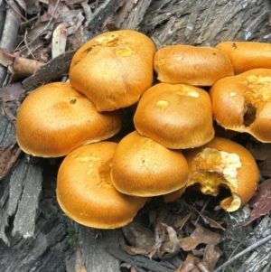 Gymnopilus junonius at Uriarra Village, ACT - 19 Apr 2024 01:26 PM