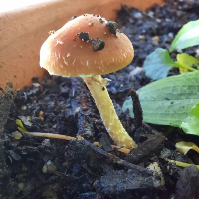Unidentified Cap on a stem; gills below cap [mushrooms or mushroom-like] at Spence, ACT - 19 Apr 2024 by Watermilli