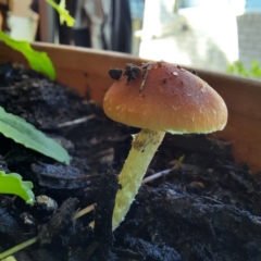 Hypholoma sp. at Spence, ACT - 19 Apr 2024