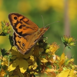 Heteronympha merope at Red Hill Nature Reserve - 4 Dec 2022 09:55 AM