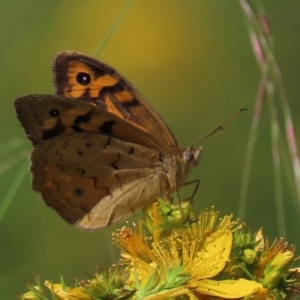 Heteronympha merope at Red Hill Nature Reserve - 4 Dec 2022 09:55 AM