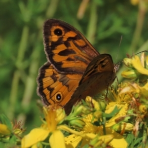 Heteronympha merope at Red Hill Nature Reserve - 4 Dec 2022 09:55 AM