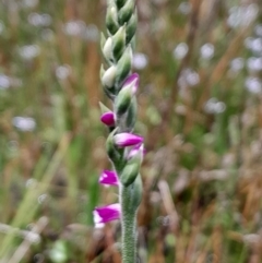 Spiranthes australis (Austral Ladies Tresses) at Tharwa, ACT - 21 Jan 2024 by Venture