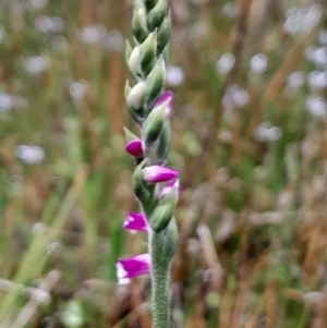 Spiranthes australis at suppressed by Venture