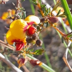 Dillwynia phylicoides (A Parrot-pea) at Acton, ACT - 15 Jul 2023 by Venture