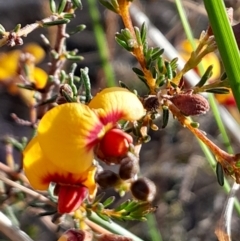 Dillwynia phylicoides at Black Mountain - 15 Jul 2023