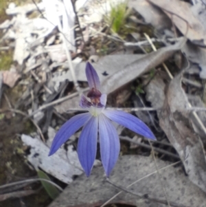 Cyanicula caerulea at Aranda Bushland - 9 Sep 2023