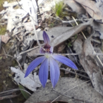 Cyanicula caerulea (Blue Fingers, Blue Fairies) at Aranda, ACT - 9 Sep 2023 by Venture