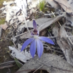 Cyanicula caerulea at Aranda Bushland - 9 Sep 2023