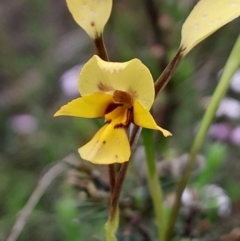 Diuris nigromontana (Black Mountain Leopard Orchid) at Black Mountain - 3 Oct 2023 by Venture