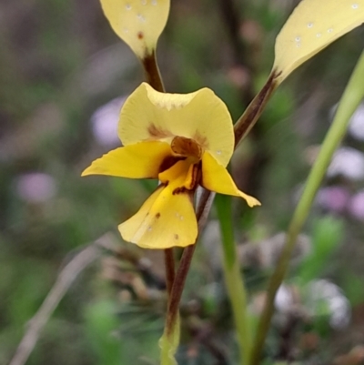 Diuris nigromontana (Black Mountain Leopard Orchid) at Bruce, ACT - 3 Oct 2023 by Venture