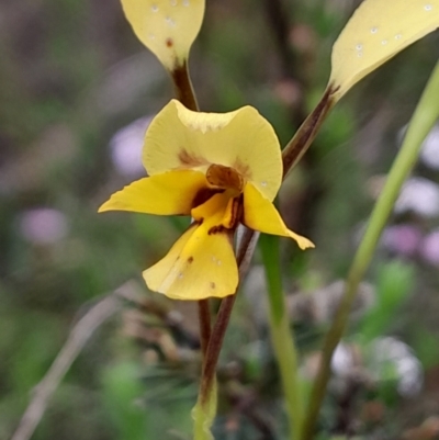 Diuris nigromontana (Black Mountain Leopard Orchid) at Black Mountain - 3 Oct 2023 by Venture