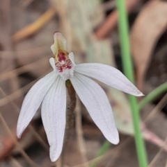 Caladenia fuscata (Dusky Fingers) at Aranda, ACT - 9 Sep 2023 by Venture