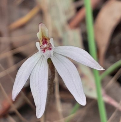 Caladenia fuscata (Dusky Fingers) at Aranda, ACT - 9 Sep 2023 by Venture