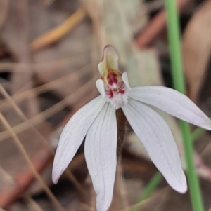 Caladenia fuscata at Aranda Bushland - 9 Sep 2023