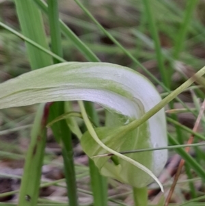 Pterostylis falcata at Namadgi National Park - suppressed