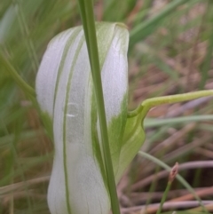 Pterostylis falcata at Namadgi National Park - suppressed