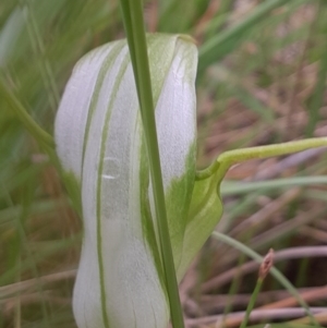 Pterostylis falcata at Namadgi National Park - suppressed