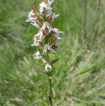 Paraprasophyllum viriosum (Stocky leek orchid) at Namadgi National Park - 21 Jan 2024 by Venture