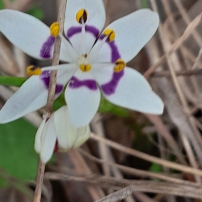 Wurmbea dioica subsp. dioica (Early Nancy) at Aranda, ACT - 9 Sep 2023 by Venture