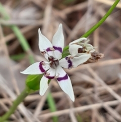 Wurmbea dioica subsp. dioica at Aranda Bushland - 9 Sep 2023 12:00 PM